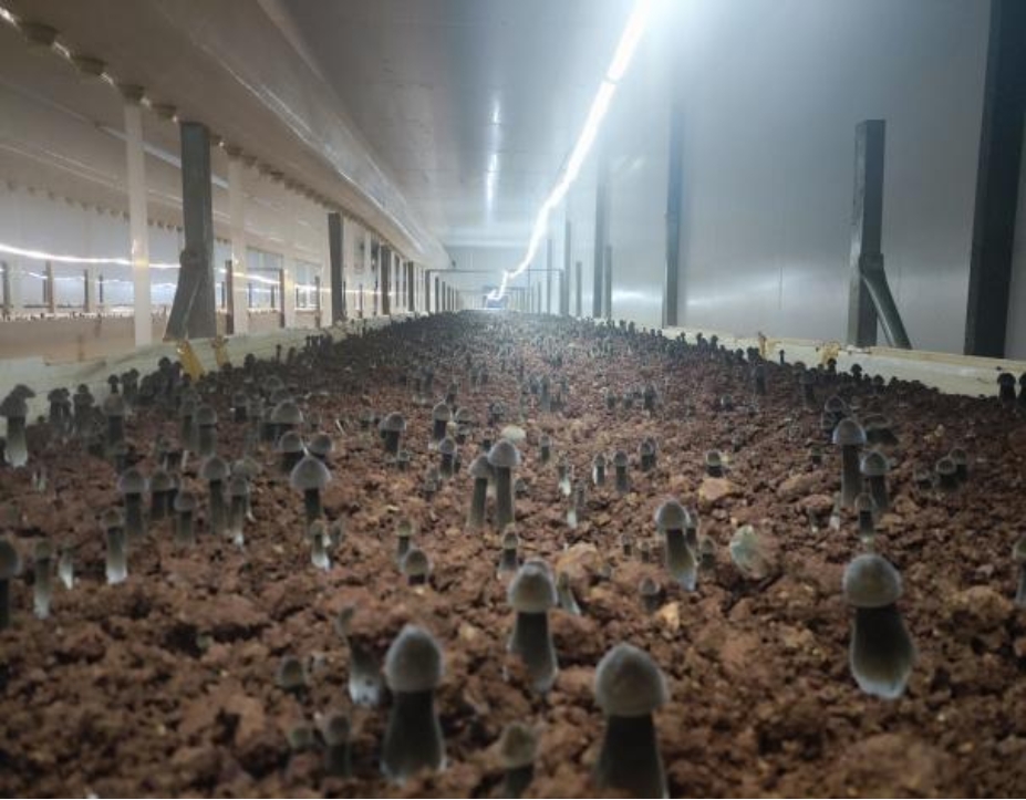 bevictor伟德官网